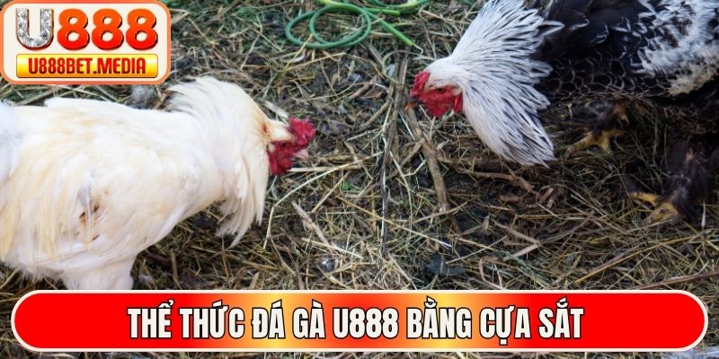 Thể thức đá gà U888 bằng cựa sắt