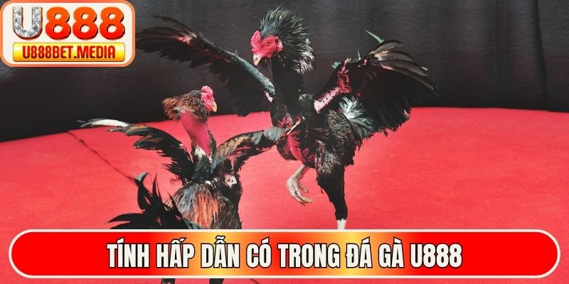 Tính hấp dẫn có trong đá gà U888
